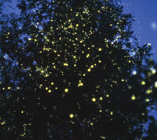 Kerala Fireflies